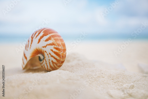 nice and shine sea shell on beach with perfect seascape