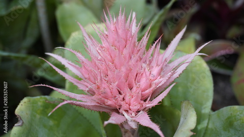 pink flower