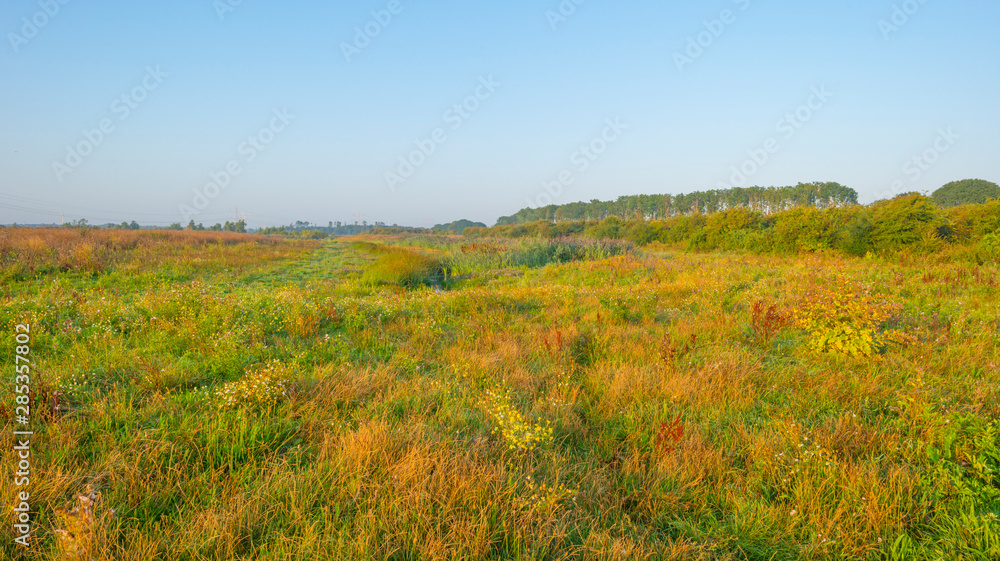 Misty field with flowers in wetland below a blue sky at sunrise in summer