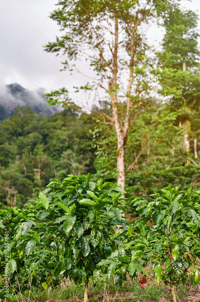 Fototapeta premium Small coffee plants