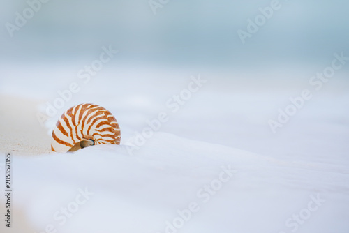 nautilus sea shell in sea wave