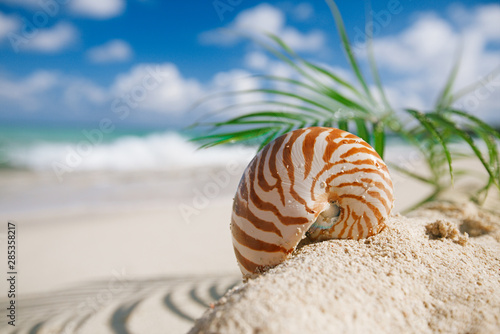 nautilus sea shell on hot sand beach