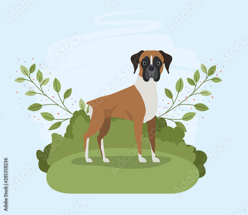 cute boxer dog pet in the camp