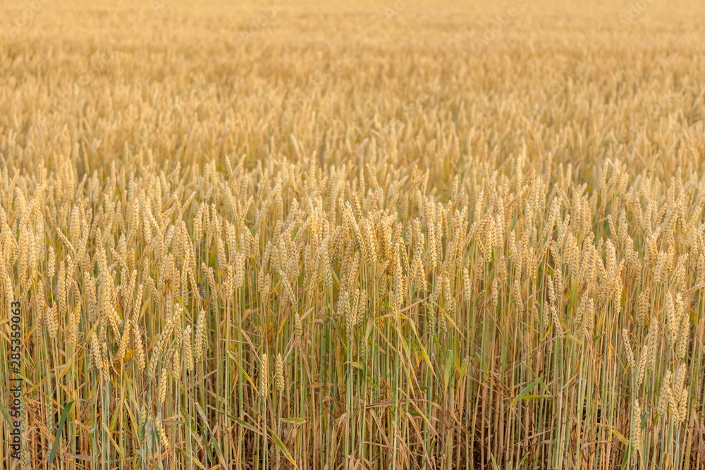 wheat yellow beautiful field with closeup spikelet wheat yellow beautiful field with closeup spikelet
