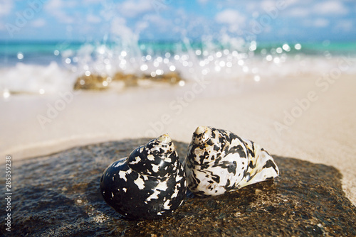 Fototapeta Naklejka Na Ścianę i Meble -  caribbean black shells on beach