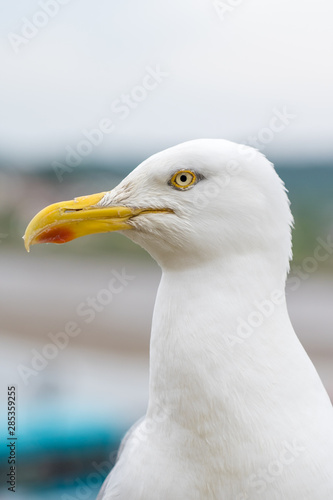 Close Up shot of Herring Gull face and beak