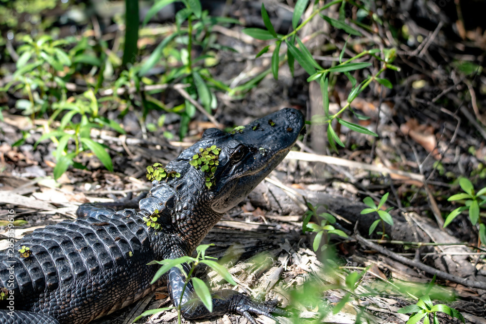 bayou alligator bayou alligator