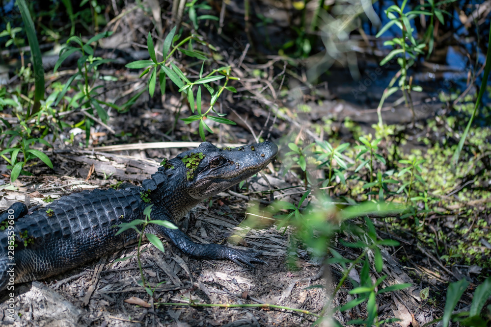 Obraz premium bayou gator