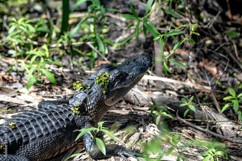 bayou alligator