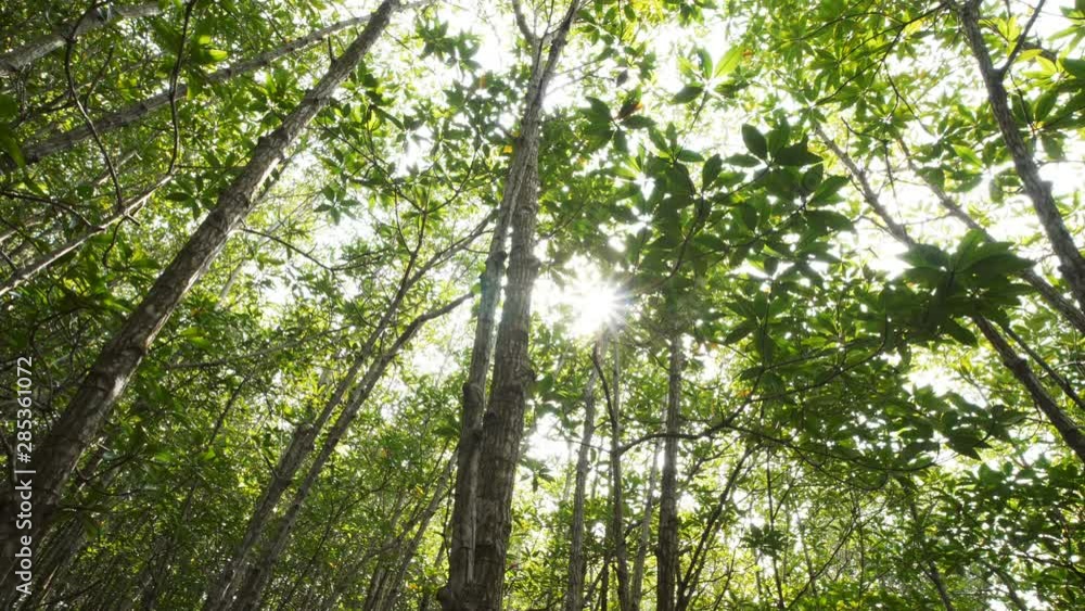 perspective view of mangrove forests with green leaves in Tung Prong Thong, Rayong, Thailand perspective view of mangrove forests with green leaves in Tung Prong Thong, Rayong, Thailand