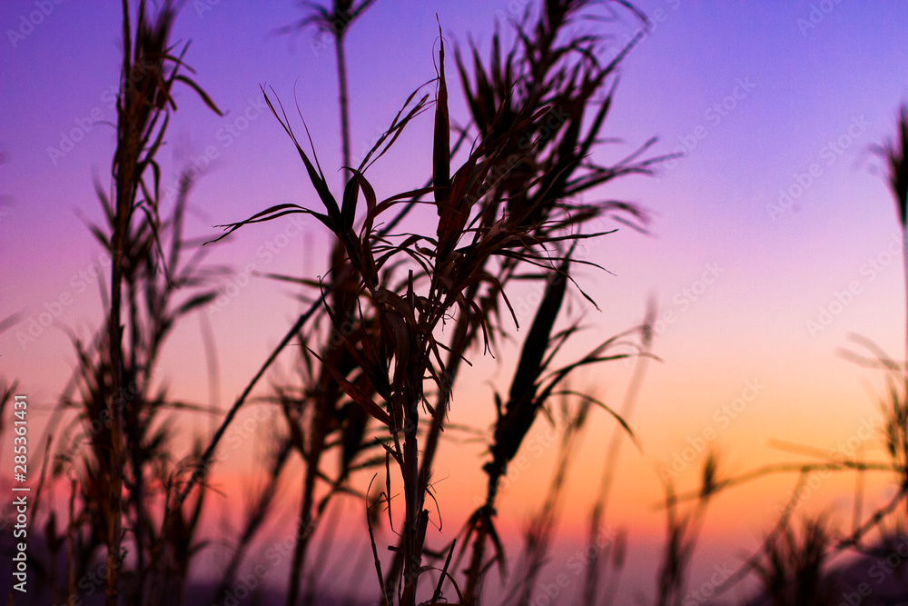 Obraz premium Atardecer en mitad de el campo con siluetas de maleza
