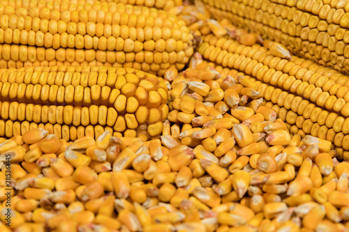 Closeup of ears of corn on a pile of shelled kernels