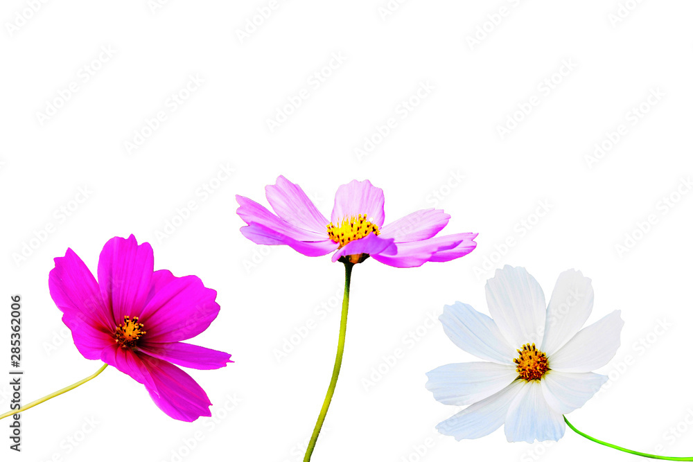 Fototapeta premium pink flowers isolated on white background