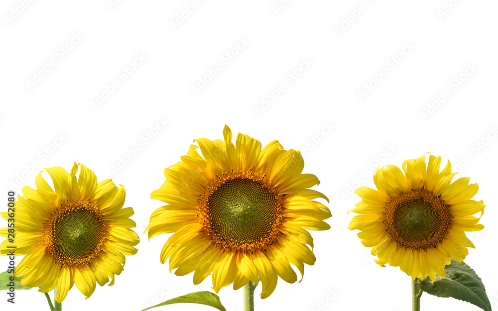 sunflower isolated on white background sunflower isolated on white background