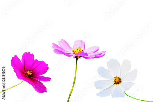 pink flowers isolated on white background © jan nakhonkae