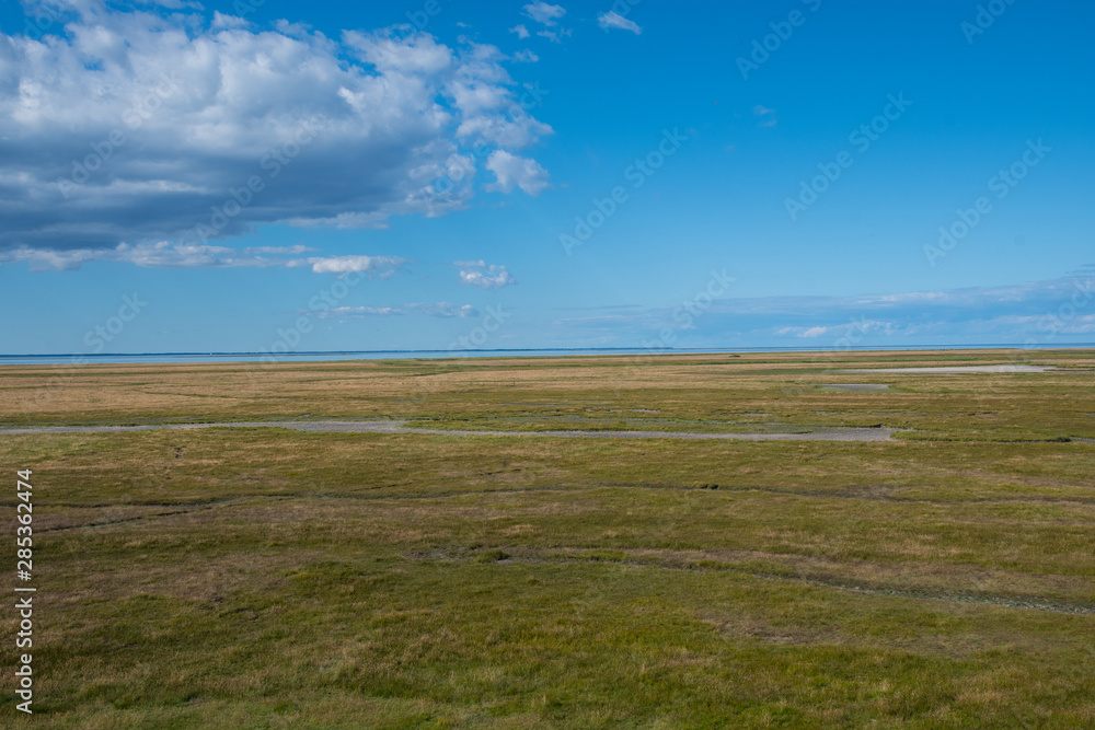 Fototapeta premium salt-meadow on island of Nyord in Denmark