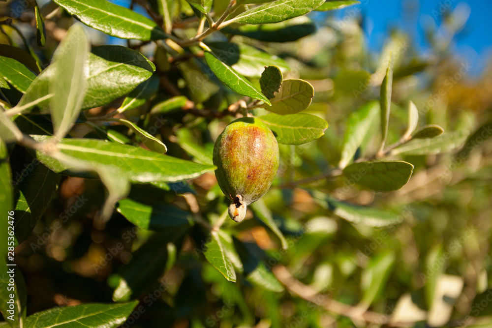 beautiful ripe and juicy feijoa on  green background