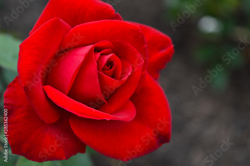 A single red rose in bloom sits to the left of the frame bathed in soft light