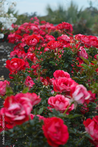 Many multi-colored roses in full bloom sit amidst lush foliage bathed in soft light