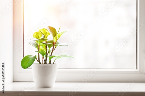 Принти на полотні Green plant on the windowsill on background