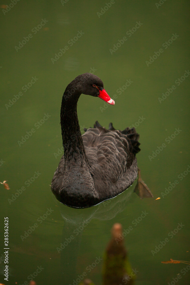 Fototapeta premium beautiful black swan swims inriver in autumn