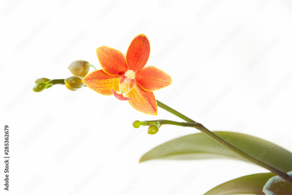 Beautiful rare orchid in pot on White background Beautiful rare orchid in pot on White background