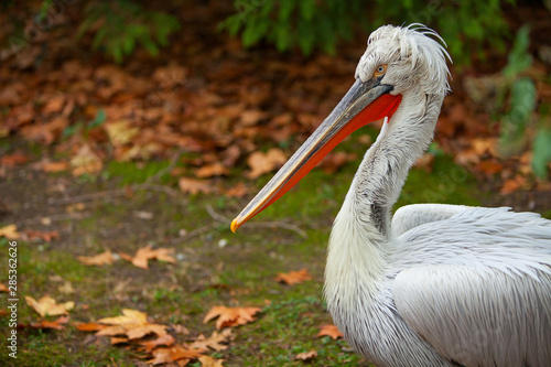 beautiful cute pelican stands on  grass in autumn in  forest