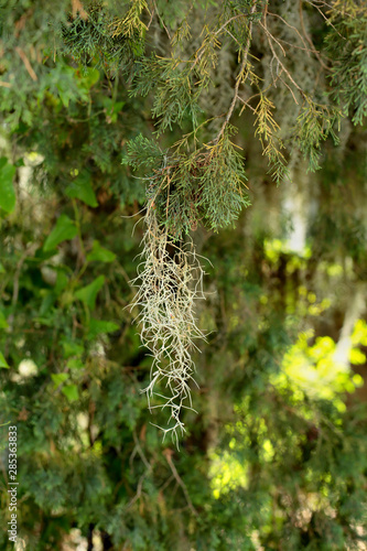 Spanish moss hanging from a tree branch