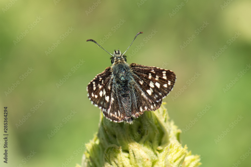 Obraz premium butterfly on flower
