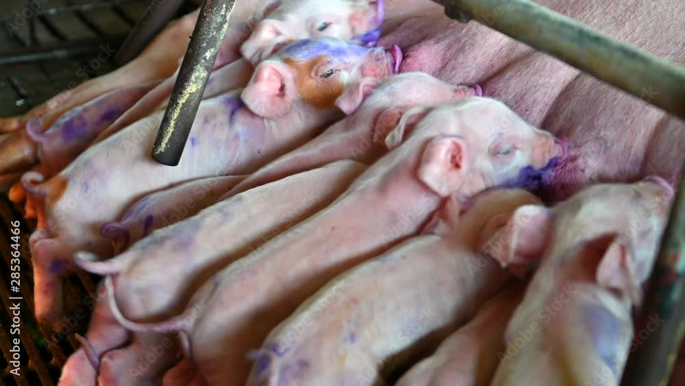 Close up shot of Piglets Suckling Mother Sow Close up shot of Piglets Suckling Mother Sow