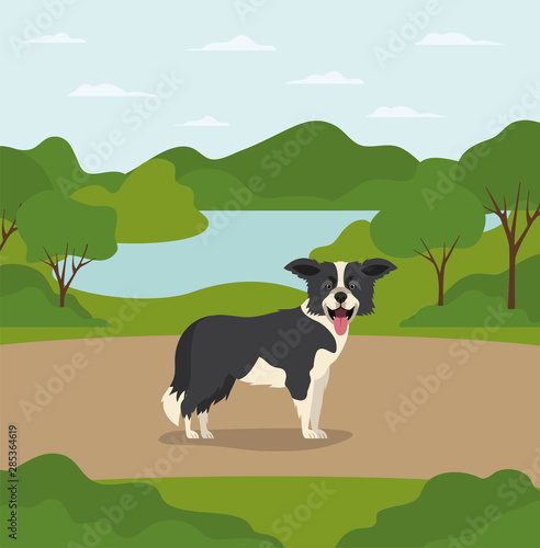 cute border collie dog pet in the camp