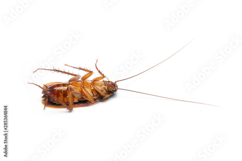 Cockroache dead on white background.