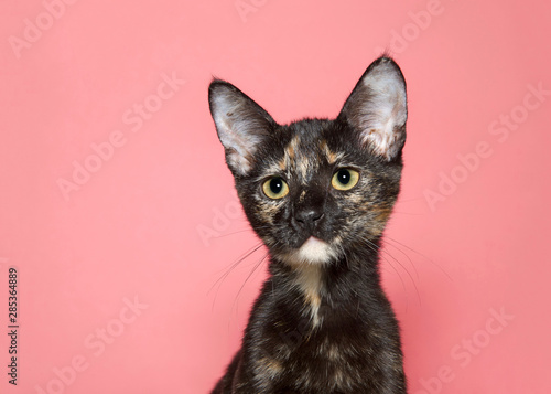 Profile portrait of an adorable tortoiseshell kitten looking towards viewer with large eye pupils, pink background with copy space.