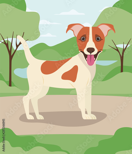 cute jack russell terrier dog pet in the camp