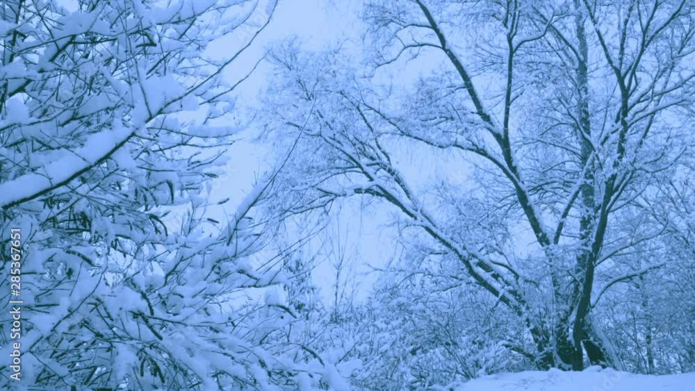 Beautiful snowfall in a winter forest. Snow covered all the trees. Recorded in Raw on Blackmagic camera. Beautiful snowfall in a winter forest. Snow covered all the trees. Recorded in Raw on Blackmagic camera.
