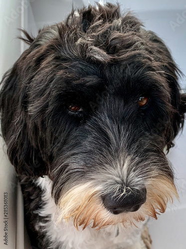 Portuguese Water Dog looking cute