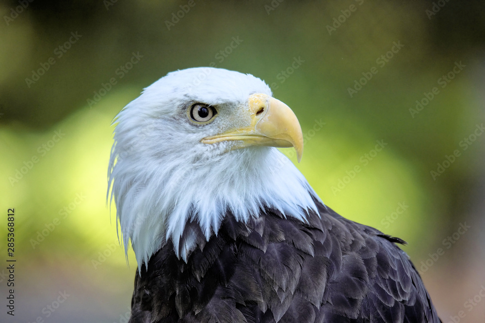 Portrait of an American bald eagle Portrait of an American bald eagle