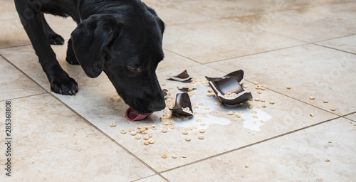 Dog licking up a mess photo