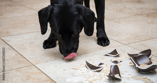 Dog licking up a mess photo