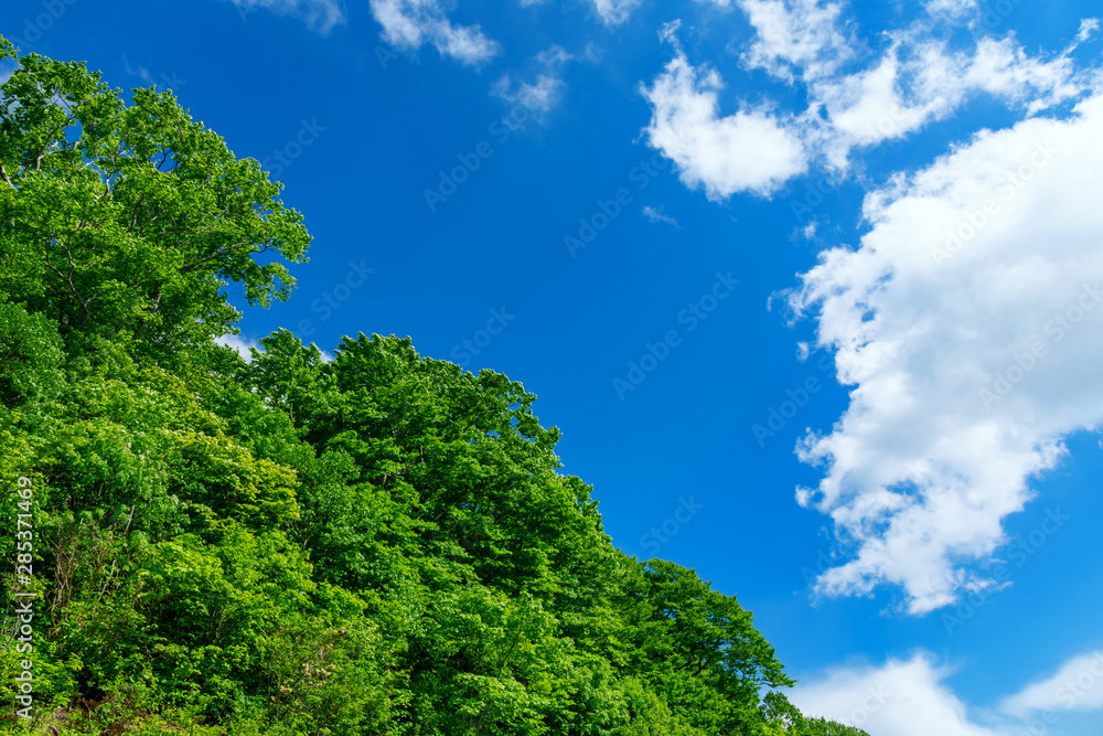 【資料画像】新緑と青空、雲 【資料画像】新緑と青空、雲