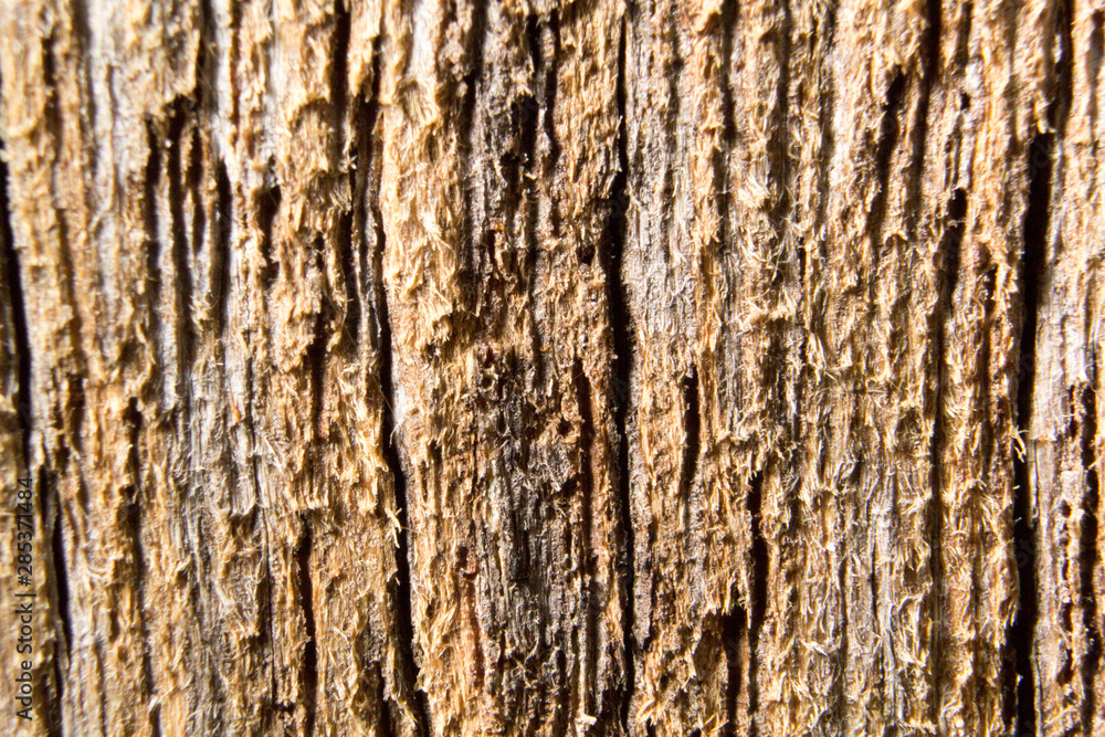 tree bark texture tree bark texture