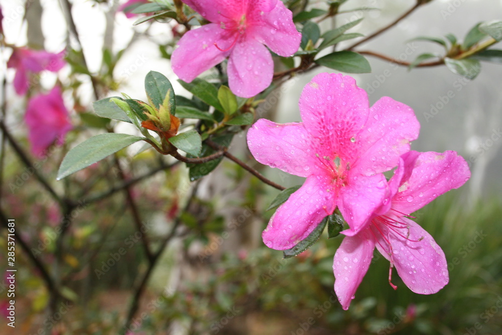 Obraz premium azaleia rosa com orvalho