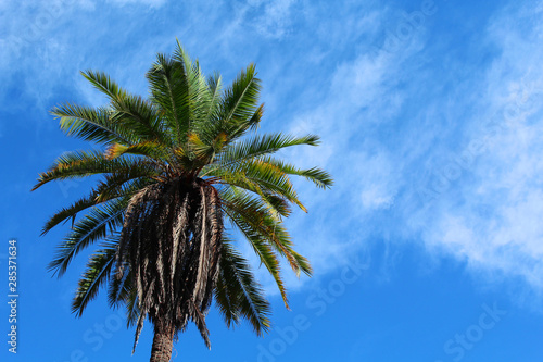 palm trees against blue sky © LucasMagnodosSant