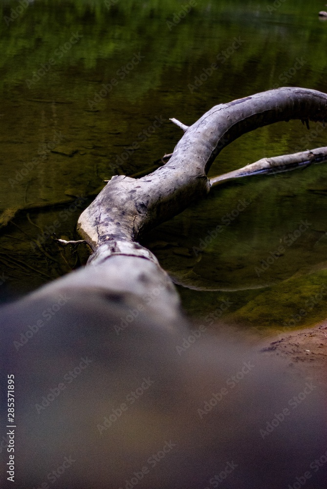 Fototapeta premium Tree in water 