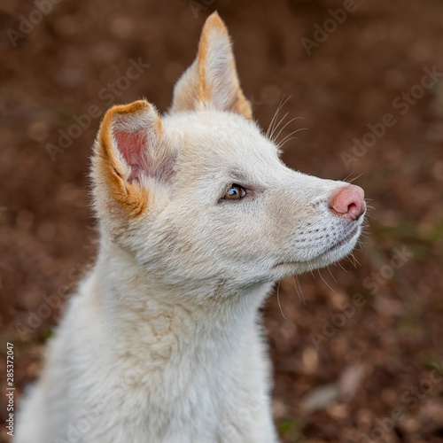Australian Dingo Puppy © Andrew