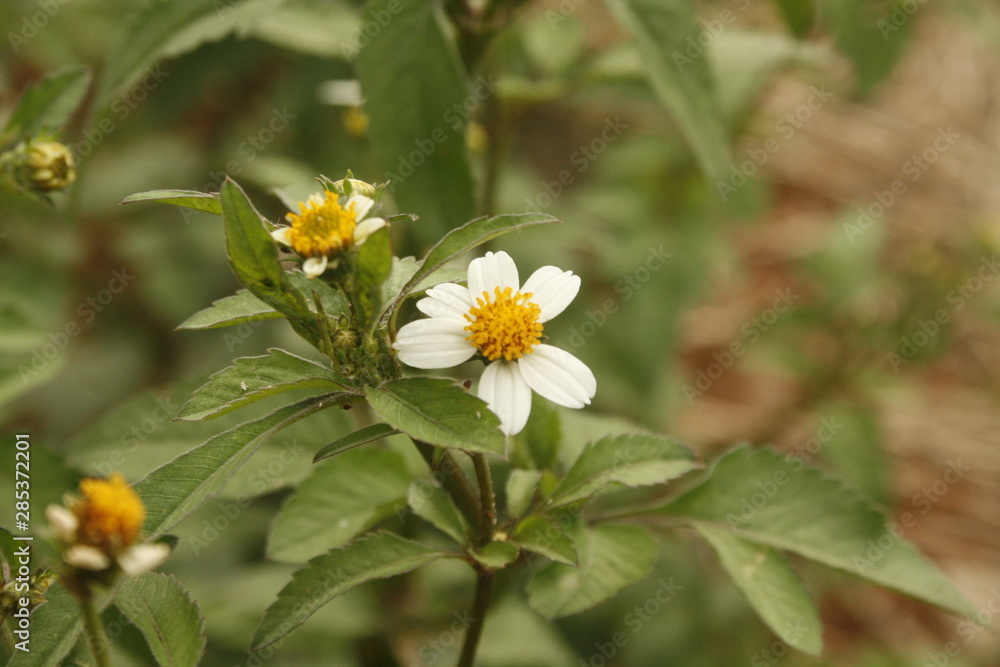 Fototapeta premium flor do mato 