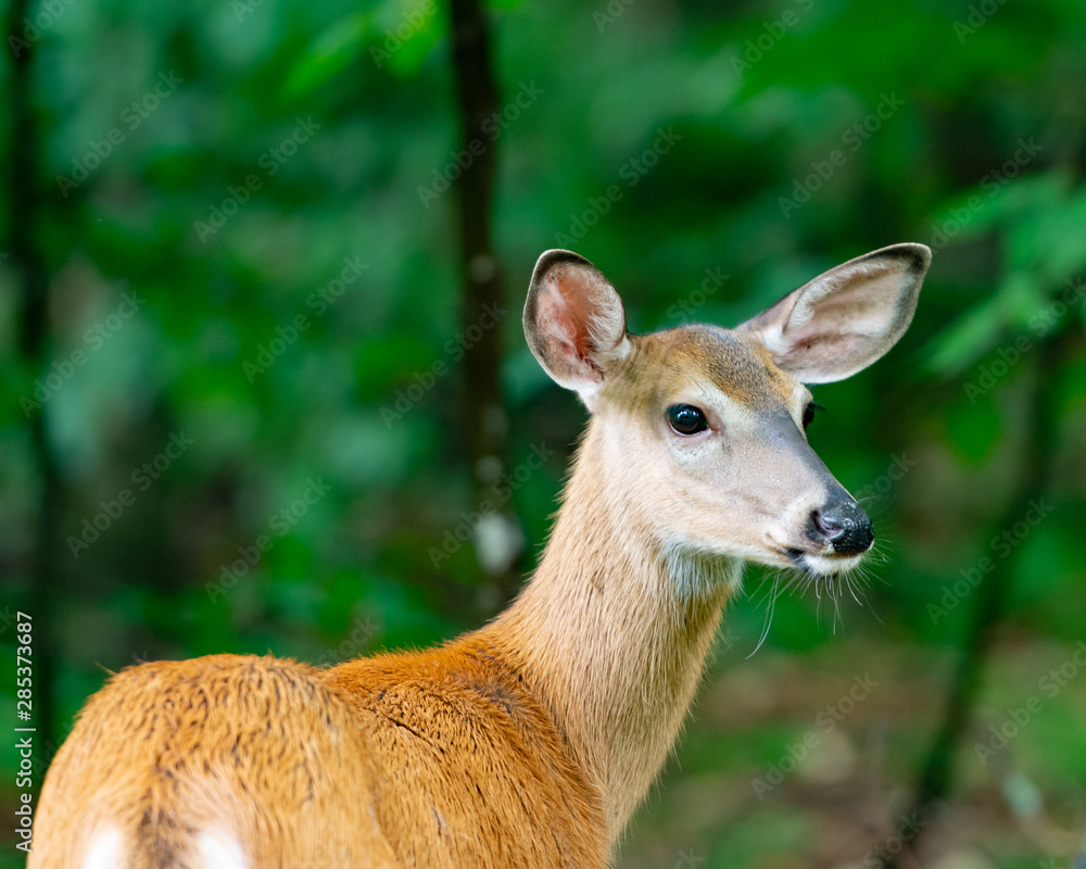 Whitetail deer in the forest Whitetail deer in the forest