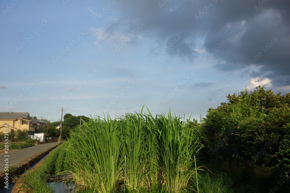 Fototapeta premium 雨雲と自然