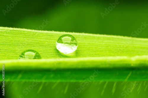 Green leaf drop