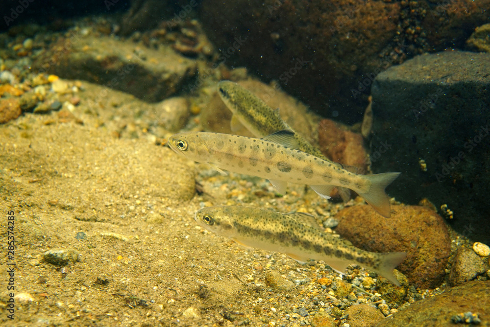 渓流魚 渓流魚